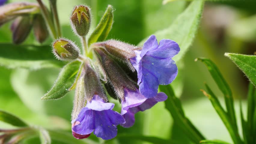 Beautiful blue flowers of a plant called lungwort in the Siberian mountains on a sunny spring day.
 