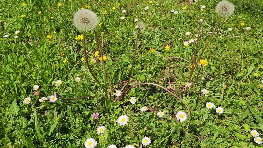 Dandelion flowers are bright yellow blooms that belong to the aster family, known for their fluffy seed heads, medicinal uses, and ability to grow in many environments, often seen in lawns, fields, and roadsides during spring and summer