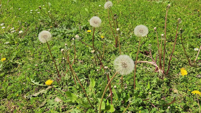 Dandelion flowers are bright yellow blooms that belong to the aster family, known for their fluffy seed heads, medicinal uses, and ability to grow in many environments, often seen in lawns, fields, and roadsides during spring and summer