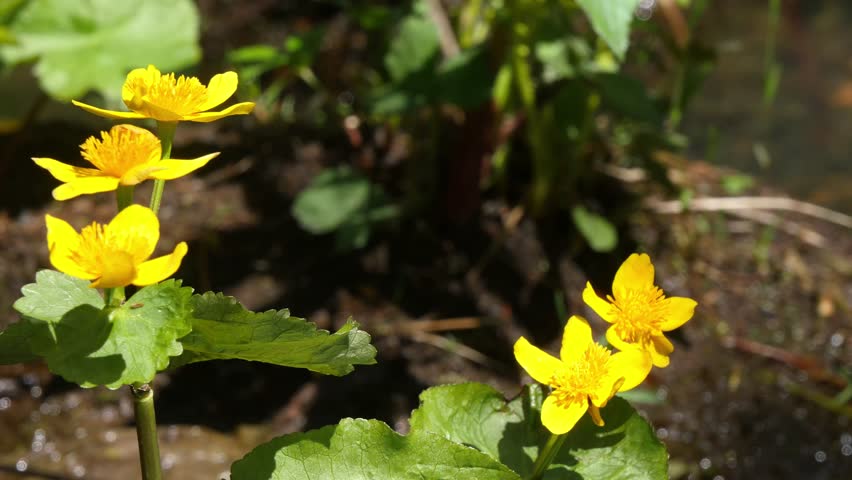  Beautiful yellow flowers of a plant called marsh marigold in the Siberian mountains on the bank of a stream on a sunny spring day.