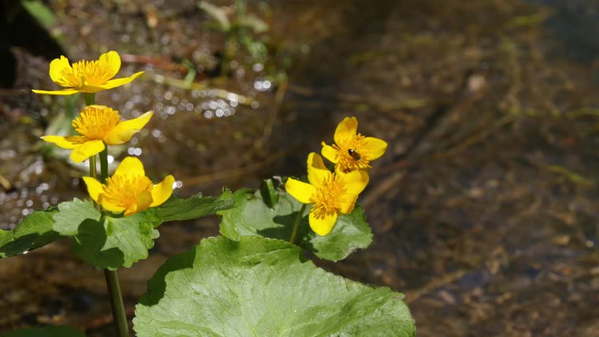  Beautiful yellow flowers of a plant called marsh marigold in the Siberian mountains on the bank of a stream on a sunny spring day.