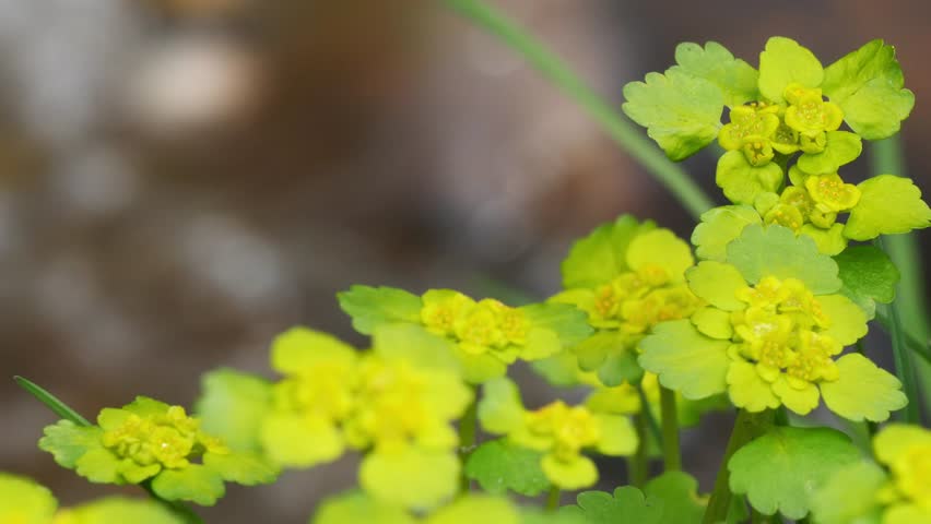 Beautiful yellow flowers of a plant called marsh marigold in the Siberian mountains on the bank of a stream on a sunny spring day.