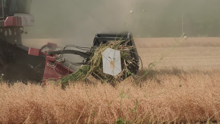 Combine harvester harvests golden wheat in field