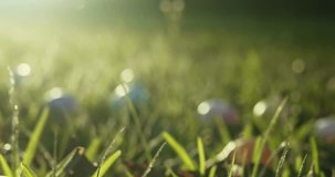 Handheld shot of a field of grass, backlit by sunlight, and filled with colorful painted Easter eggs. Decorated Easter eggs outside for an Easter eggs hunt tradition. - Powered by Shutterstock - Get 15% off with code: PIKWIZARD15