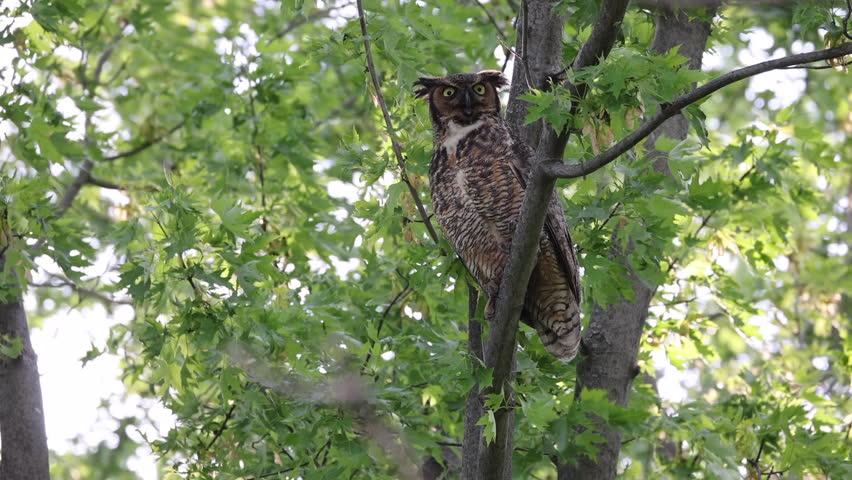 Great horned Owl perched on a branch tree in spring, Montreal, Canada