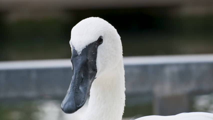 Trumpeter Swan in Waterfront Setting