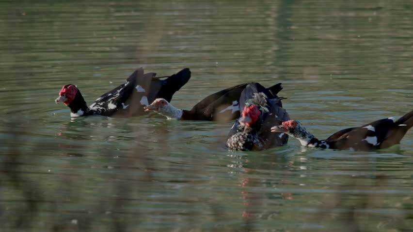 Ducks crossing pond together through the brush