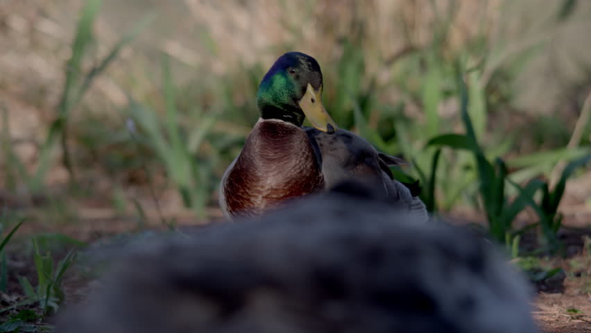 Mallard duck walking over to another duck in the grass