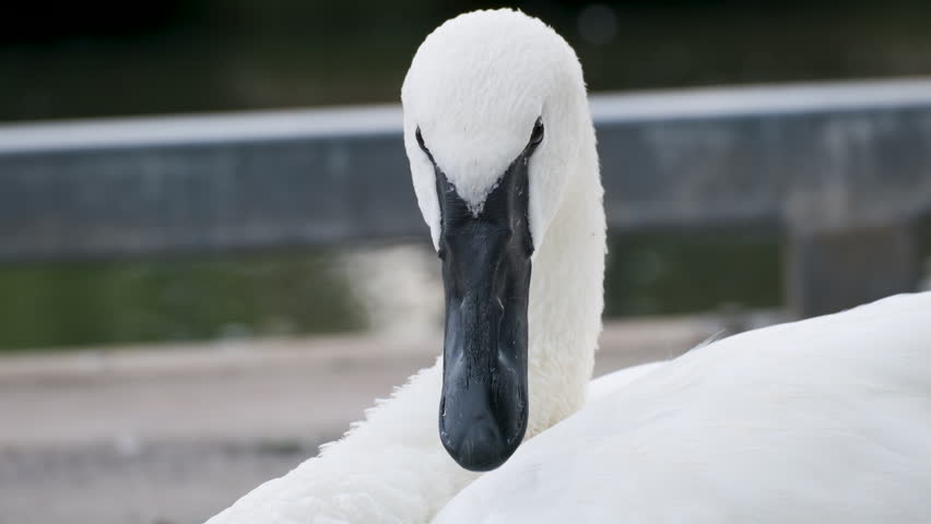 Trumpeter Swan in Waterfront Setting
