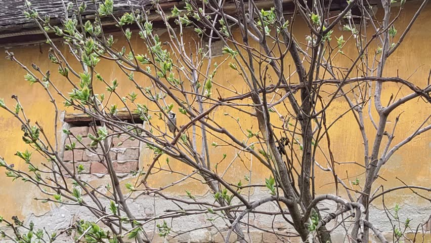 A small house sparrow (Passer domesticus) perching on budding tree branches against a rustic brick wall.