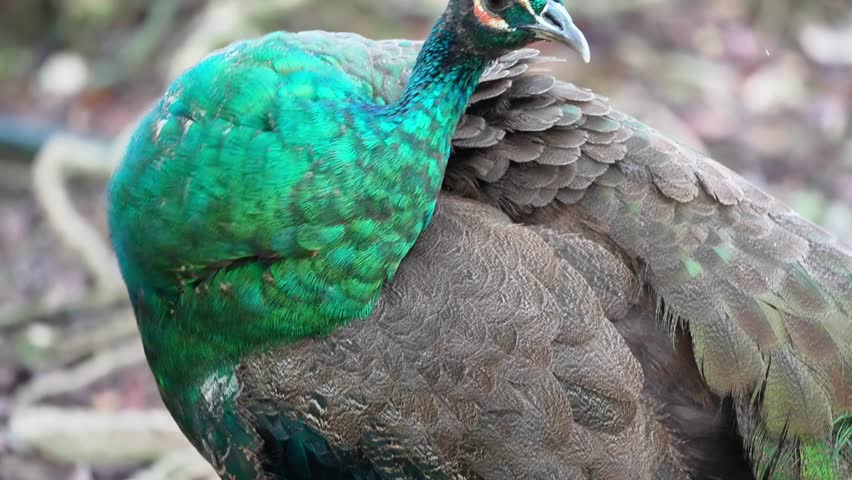 close up young adult blue peacock preening in the park, the young peafowl feathers start to change into vibrant colors showing its gender