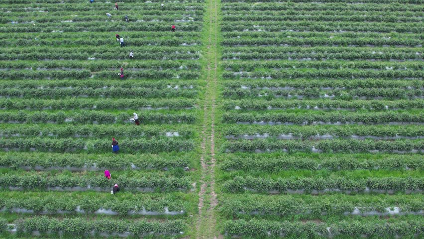 Aerial push-in shot revealing workers harvesting crops in a geometric agricultural field in South Africa under soft overcast light.