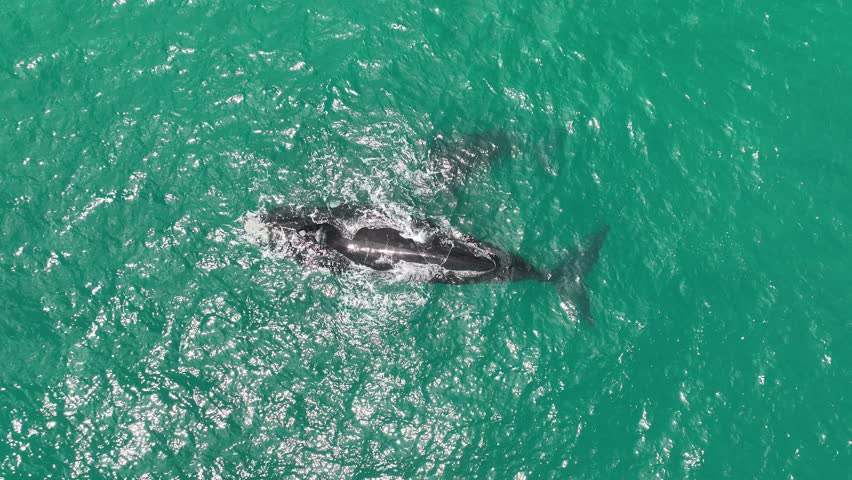Serene top-down shot of a Southern Right Whale mother and calf swimming in the turquoise waters of South Africa, midday 4K aerial footage.