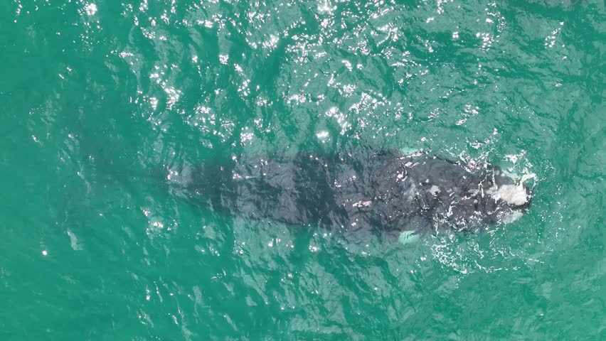 Top-down aerial view of Southern Right Whales swimming in the turquoise waters of South-Africa, featuring a clear view of a whale fluke.