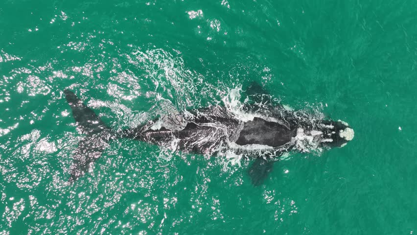 Top-down aerial view follows a Southern Right Whale surfacing and blowing water in the turquoise ocean off the coast of South-Africa.