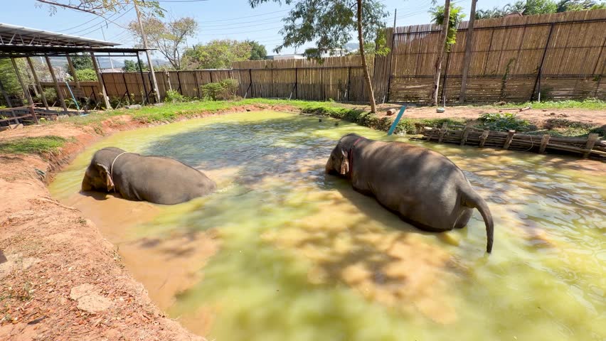 Two Asian elephants submerge and bathe in a muddy outdoor pond under bright daylight