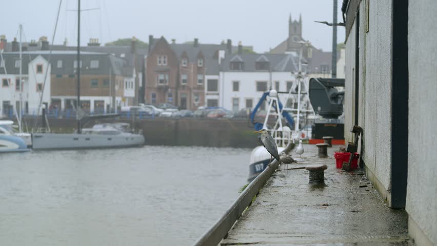 Static shot of a Grey Heron taking flight at Stornoway harbour.