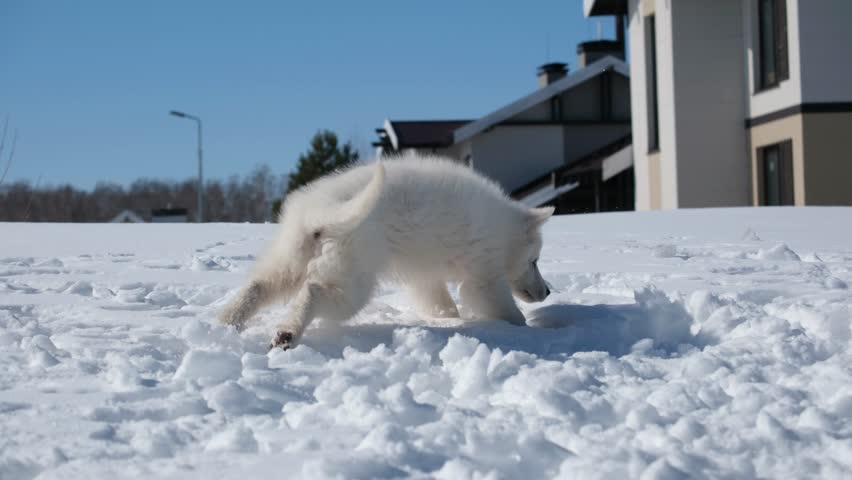 Slow motion footage of a White Swiss Shepherd (Berger Blanc Suisse) puppy plays, runs and jumps in a snowy garden in a cottage village in winter.