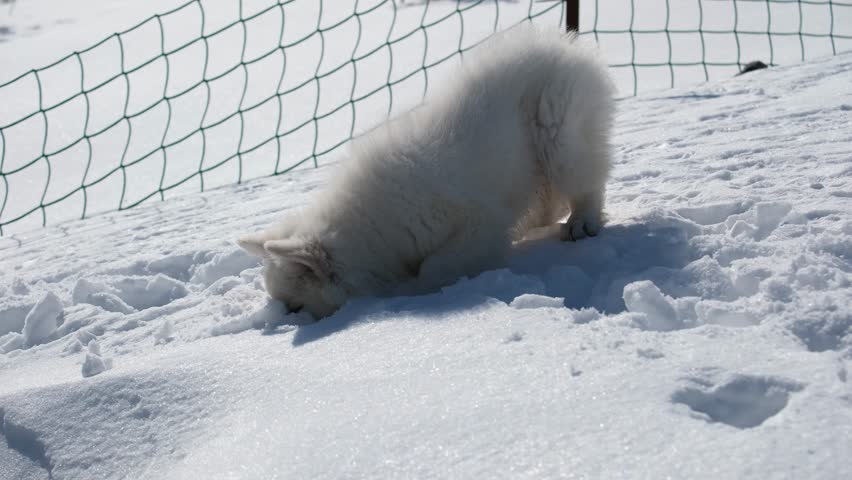 Slow motion footage of a White Swiss Shepherd (Berger Blanc Suisse) puppy plays, runs and jumps in a snowy garden in a cottage village in winter.