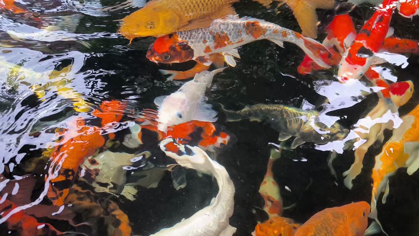 Colorful koi fish swimming gracefully in clear pond water creating a vibrant aquatic scene. The healthy ornamental carp display bright patterns and diverse colors as they move actively beneath the surface. Crystal clear water highlights the beauty and well-maintained condition of the koi pond environment. Perfect for concepts related to koi fish farming, ornamental fish, Japanese garden ponds, aquatic animals, and peaceful nature footage.