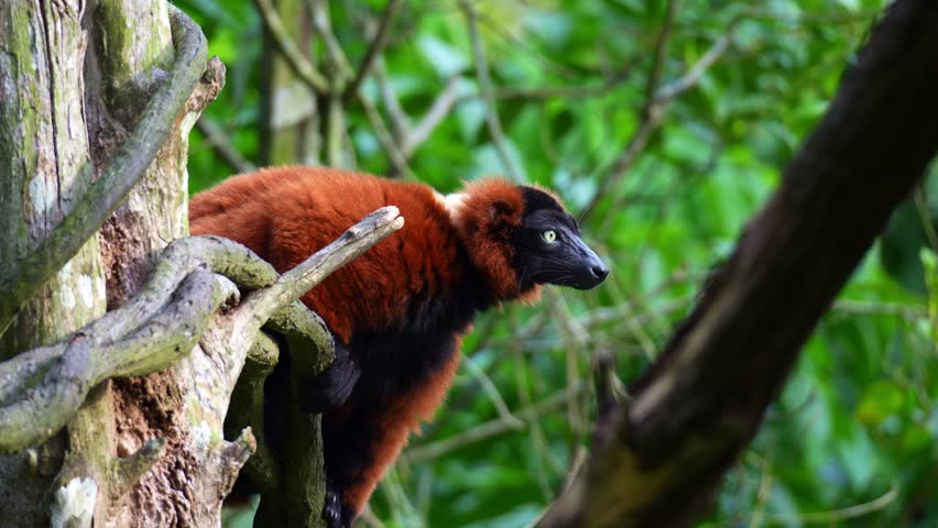 A Red ruffed lemur (Varecia rubra) perches on a tree branch, looks around its surroundings, and agilely leaps away, close up shot.
