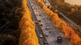 view of autumn forest and black asphalt road. Nature in China hunan. - Powered by Shutterstock - Get 15% off with code: PIKWIZARD15