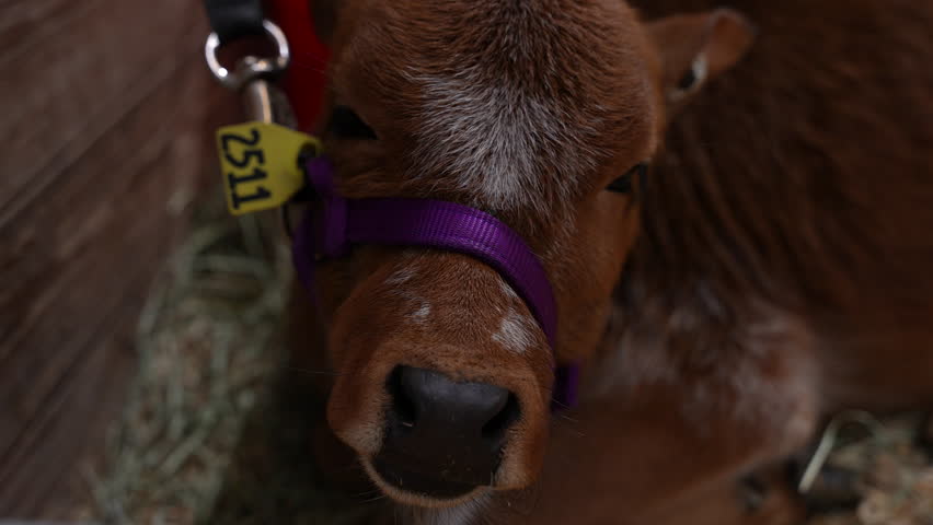Horizontal 1080p slow-motion footage of a baby cow standing tied in a livestock setting and looking toward the camera