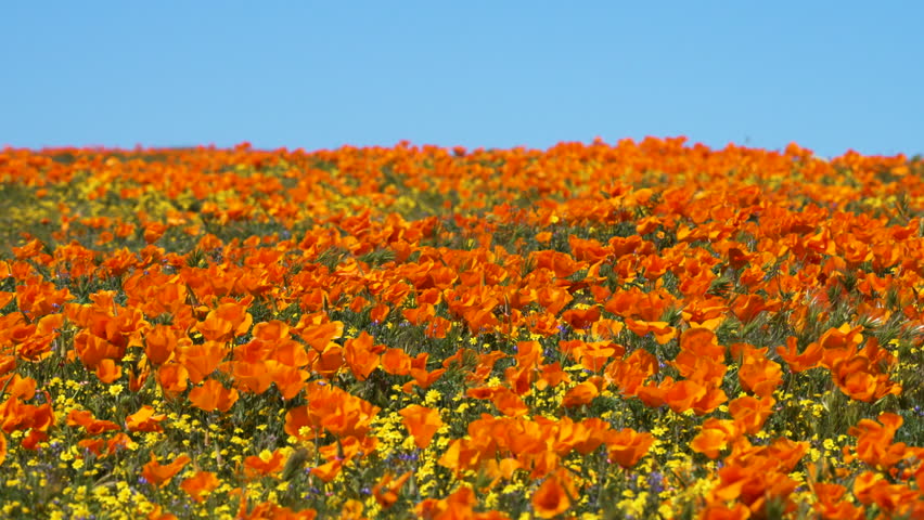 Slow motion shot of wildflower super bloom at Antelope Valley in Lancaster, California, USA