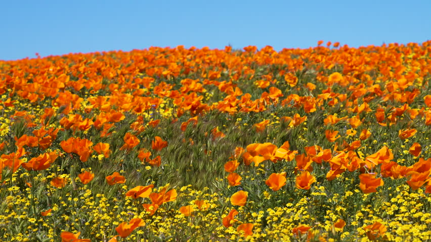 Slow motion shot of wildflower super bloom at Antelope Valley in Lancaster, California, USA