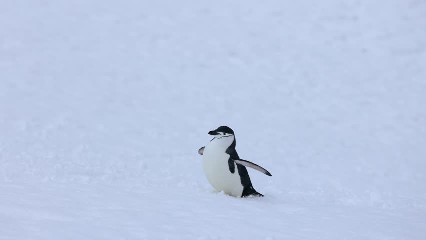 Chinstrap penguin belly-slides across a snowy slope in Antarctica, playful wildlife moment with wide white background and copy space.