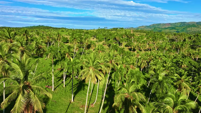 Lush palm trees against a backdrop of mountains under a cloudy sky. A fantastic natural landscape. A bird