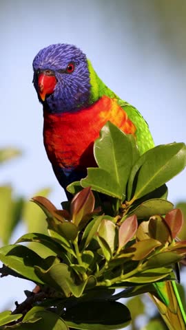 A colorful rainbow lorikeet looks around while perched behind green leaves in a vertical frame.