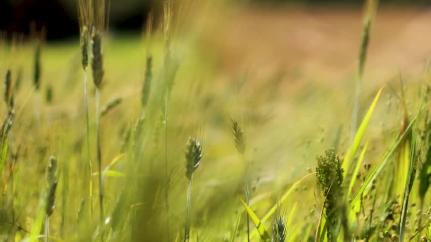 Detailed close-up of young green wheat stalks moving gently in a summer breeze.