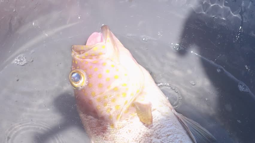 A close-up shot of a single fish with yellow spots inside a grey bucket.