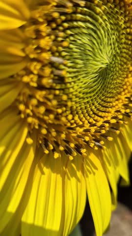 Macro close-up of blooming sunflower with vibrant yellow petals and seed pattern. Macro close-up of a blooming sunflower (Helianthus annuus) showing vibrant yellow petals and detailed seed pattern in the center. Bright natural sunlight enhances the floral texture, creating a warm and energetic summer and spring botanical background.