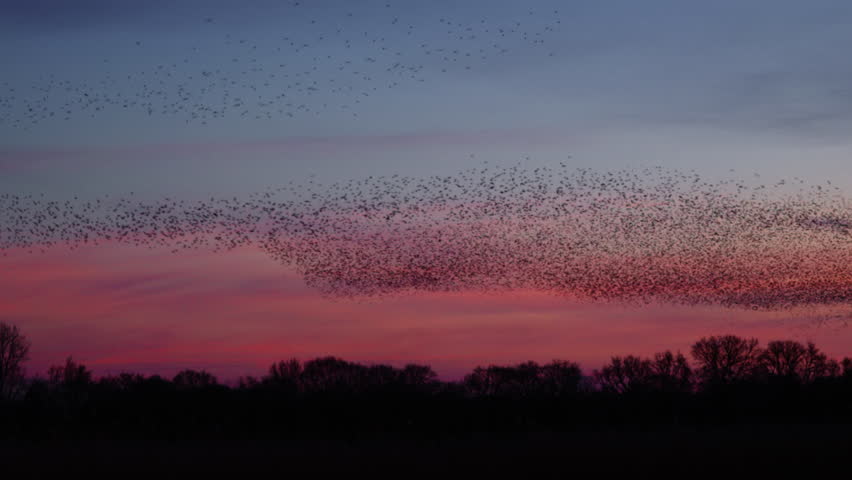 Starling birds (Sturnus vulgaris) engage in a breathtaking murmuration, performing a synchronized aerial display against a vibrant sunset sky in the Netherlands.