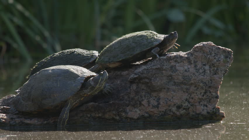 Turtles grouped together on a rock in a pond