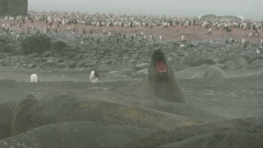 Massive elephant seals rear up and roar on rocky Antarctic shoreline while thousands of penguins fill the misty beach behind them in dramatic wildlife scene
