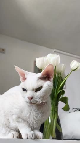 Curious white Devon Rex kitten sitting on a small table beside a vase of fresh white tulips, gently looking around in a bright minimalist room. Vertical screen	
