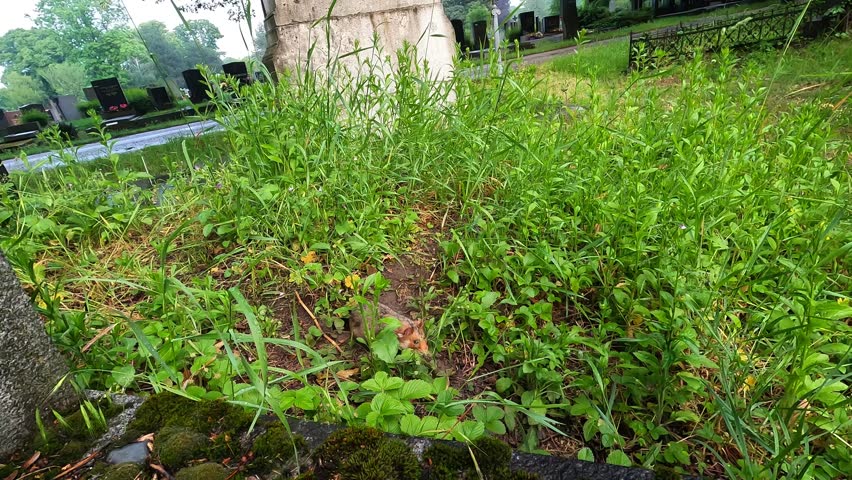Hamster stands upright in undergrowth, looking intently right. Rock monument and cemetery in background. Slightly tilted camera angle, quiet wildlife moment outdoors.