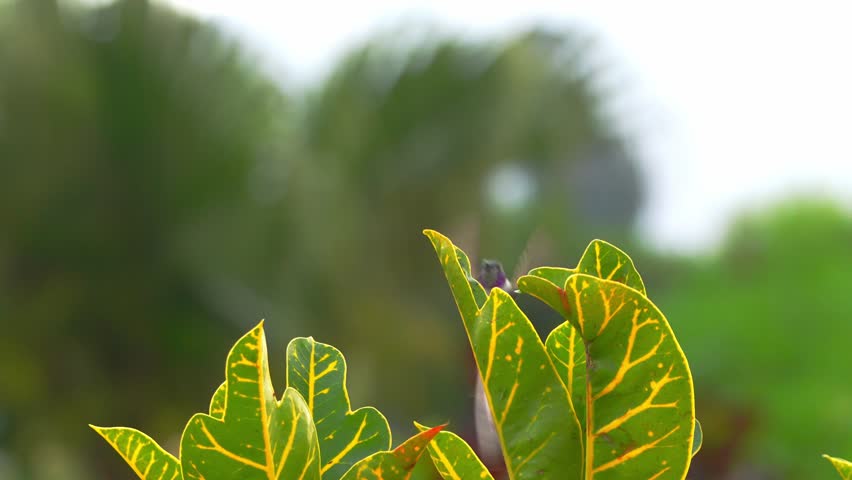 Male Peruvian sheartail hummingbird flies in and lands on leaves, exits the frame, then returns to hover briefly before perching again while extending its thin tongue in a garden scene in Lima, Peru.