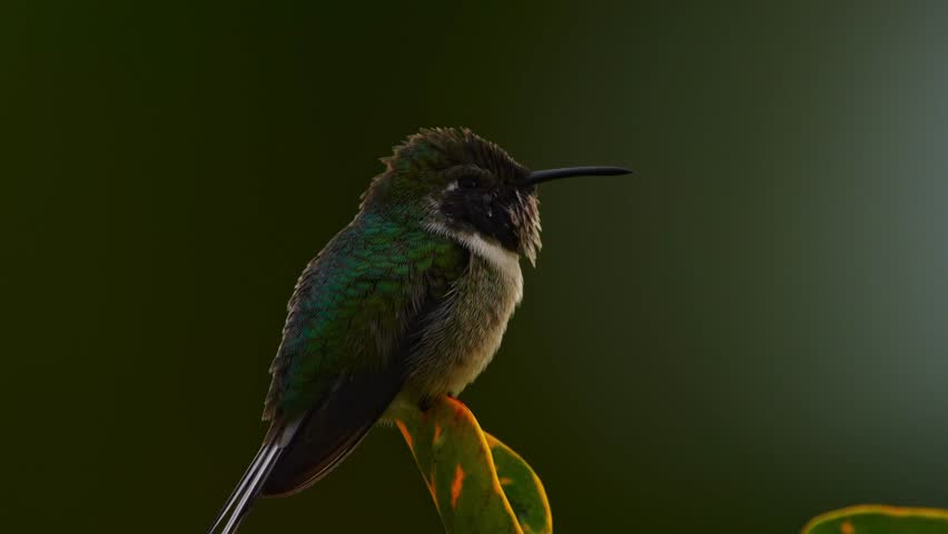 Extreme close view of a male Peruvian sheartail hummingbird resting on a leaf with soft blurred background, subtle breathing visible as the bird slowly turns its head in a quiet garden scene in Lima,