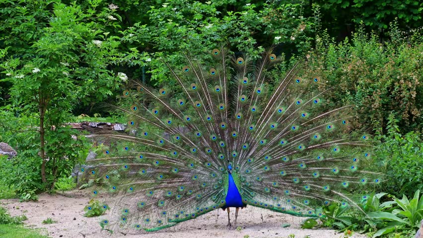 The Indian peafowl or blue peafowl, Pavo cristatus is a large and brightly coloured bird, is a species of peafowl native to South Asia, but introduced in many other parts of the world.