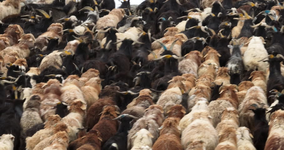 Large Herd Of Mongolian Sheep And Goats Across Frozen Landscape In The Altai Mountains Of Western Mongolia. High Angle Shot