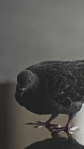 Feral rock pigeon quenching its thirst by drinking water from a puddle on urban asphalt