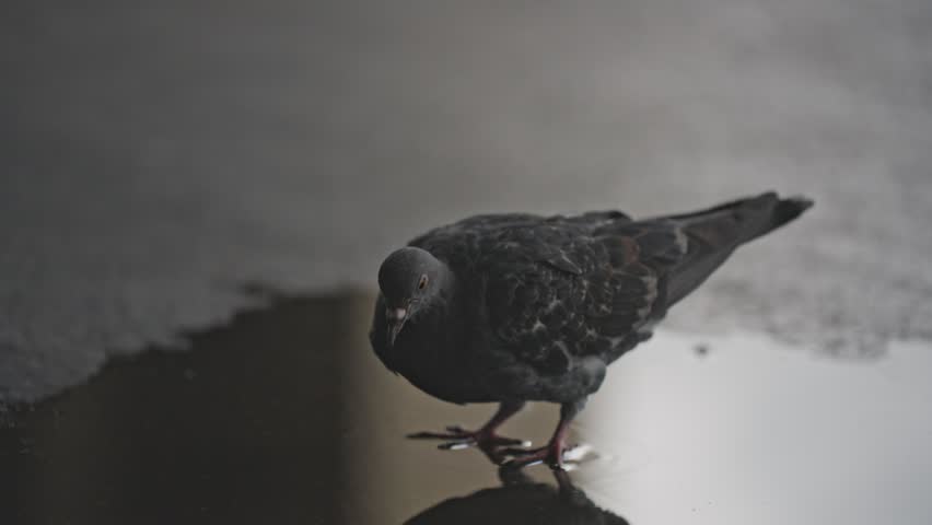 Feral rock pigeon quenching its thirst by drinking water from a puddle on urban asphalt