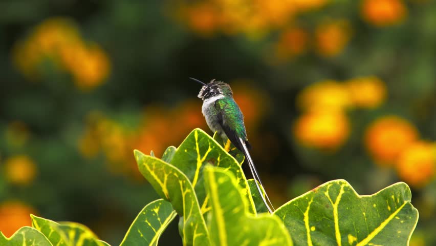 Cora hummingbird (Thaumastura cora) perched on a leaf looking upward with fluffed feathers, blurred lantana flowers in background.