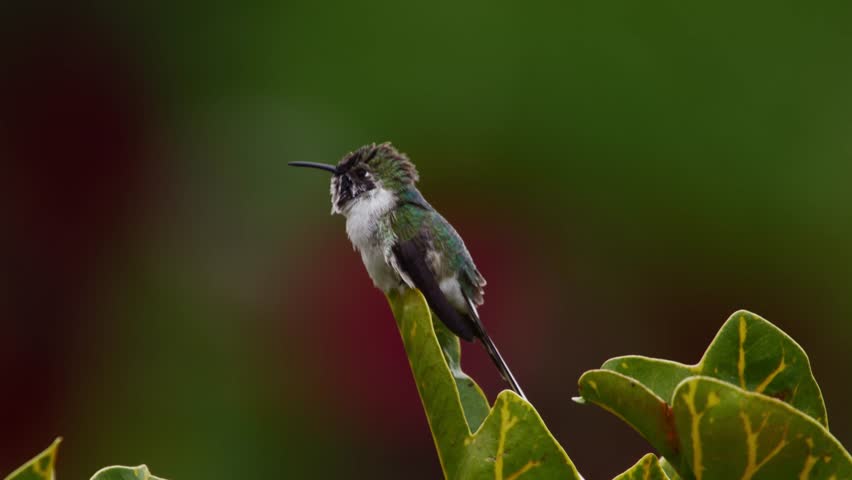 Cora hummingbird (Thaumastura cora) perched on leaf tilting head and scratching neck, then resting with fluffed feathers against blurred red and green plants.