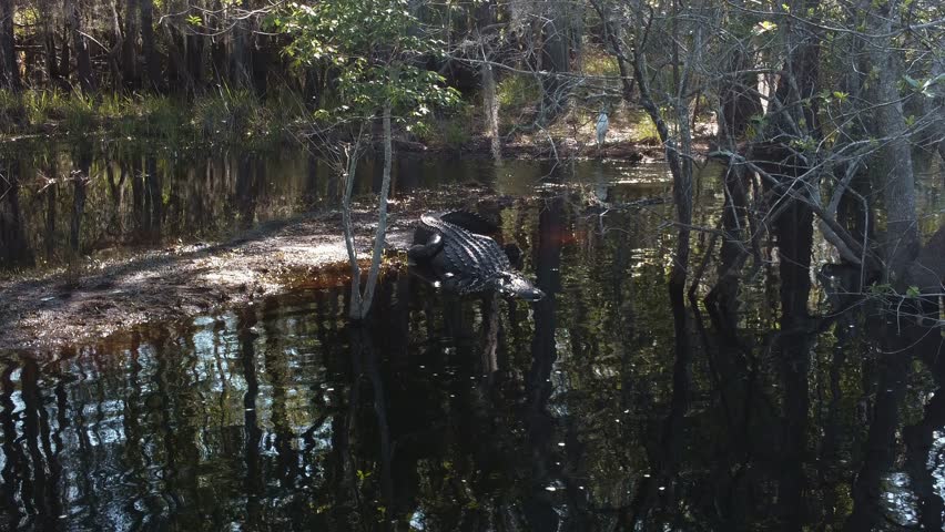 A massive alligator rests on the bank of a dark, reflective swamp, with trees and foliage creating a natural, wild environment