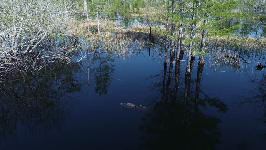 An American alligator glides through still, dark swamp water, its body partially submerged, surrounded by cypress trees and their mirrored reflections